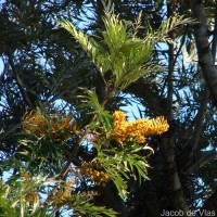 Grevillea robusta A.Cunn. ex R.Br.